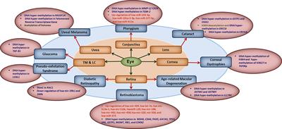 Infectious Keratitis: An Update on Role of Epigenetics